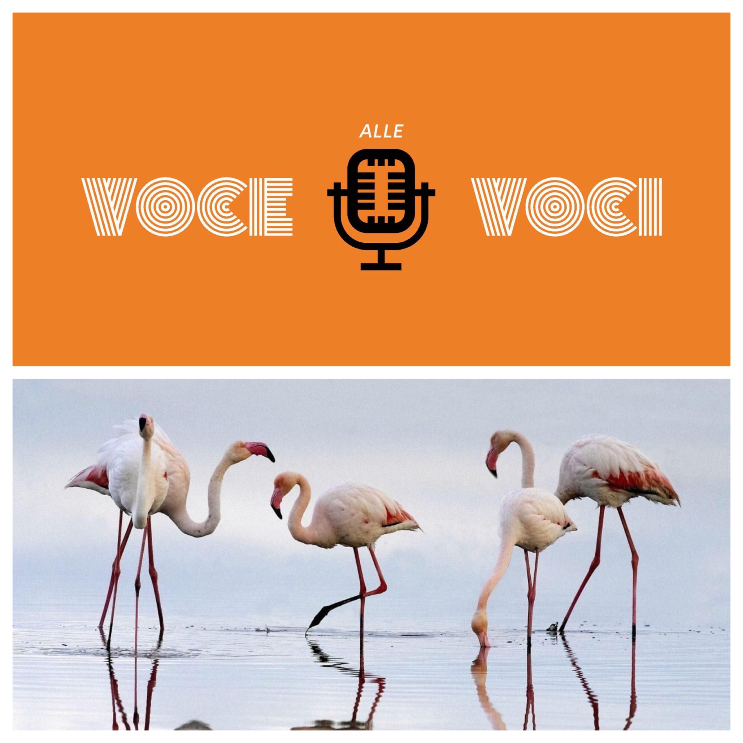 PANTACON A FESTIVALETTERATURA 2016